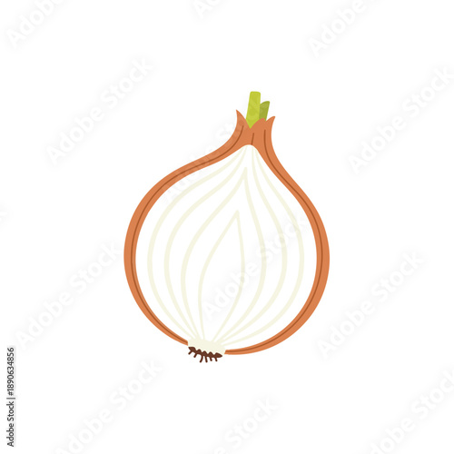 Onion Half Diagram
