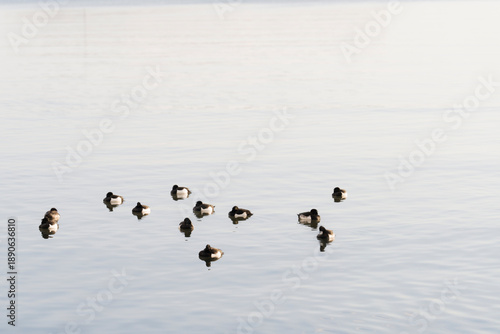 geese in flight