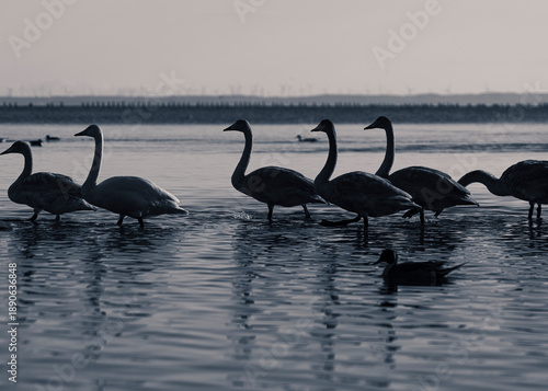 swan on the beach
