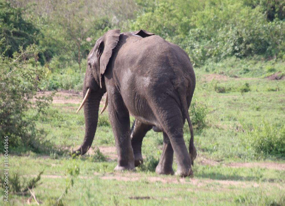 Obraz premium African Elephant (Loxodonta africana), aka African Bush Elephant, Queen Elizabeth National Park, Uganda, Africa.