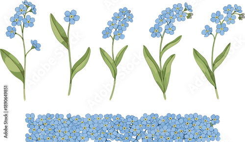 Botanical Illustration Set of Blue Forget-Me-Not Flowers and Seamless Floral Border Isolated on White Background for Memorial Greeting Cards and Wedding Stationery Design