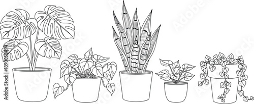 Minimalist Black and White Botanical Line Art Illustration Set of Potted Houseplants Including Monstera Snake Plant and Pothos for Interior Design and Coloring Books