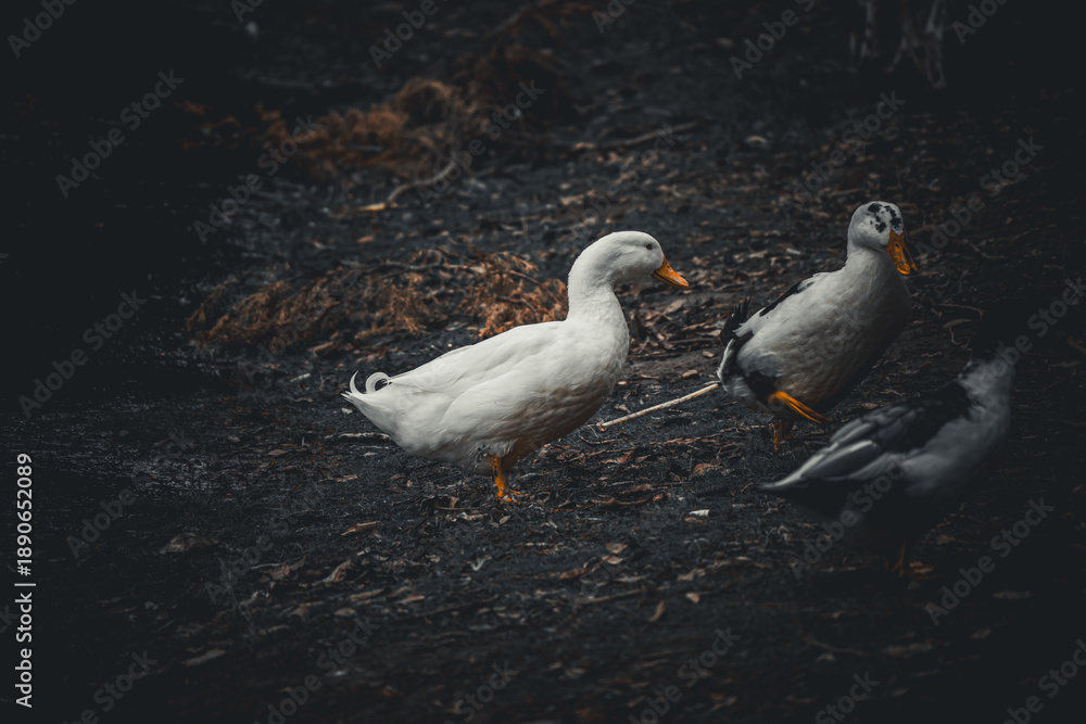 Fototapeta premium Domestic ducks walking on dark forest ground 