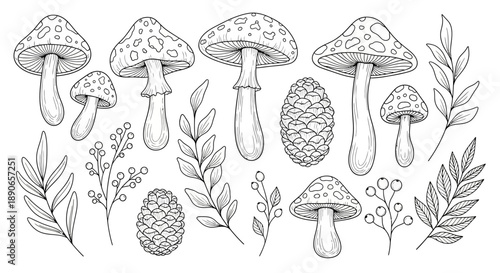 Hand-drawn collection of various mushrooms, pine cones, and botanical elements.