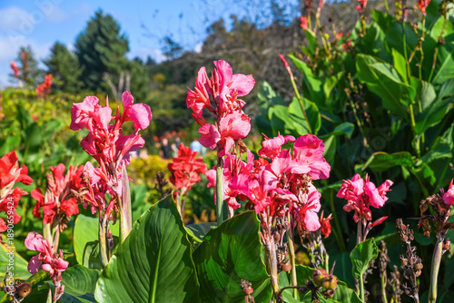 Close-up of bright pink Canna flowers blooming under sunlight in a lush summer garden with large green leaves and soft natural background.