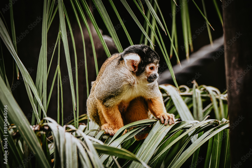 Obraz premium Captive Animals
