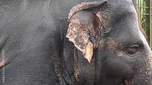 Close-up of the face and eye of a Sri Lankan dwarf/pygmy elephant. Fine skin texture, eye movement, and natural expressions