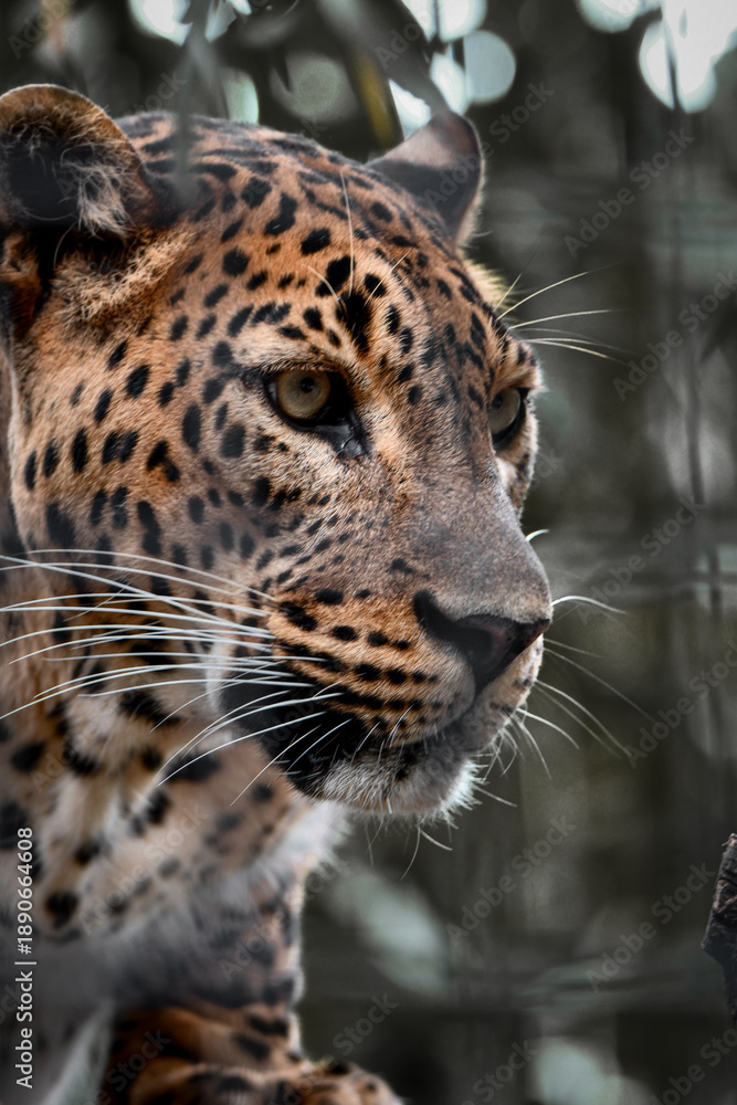 Fototapeta premium Captive Animals