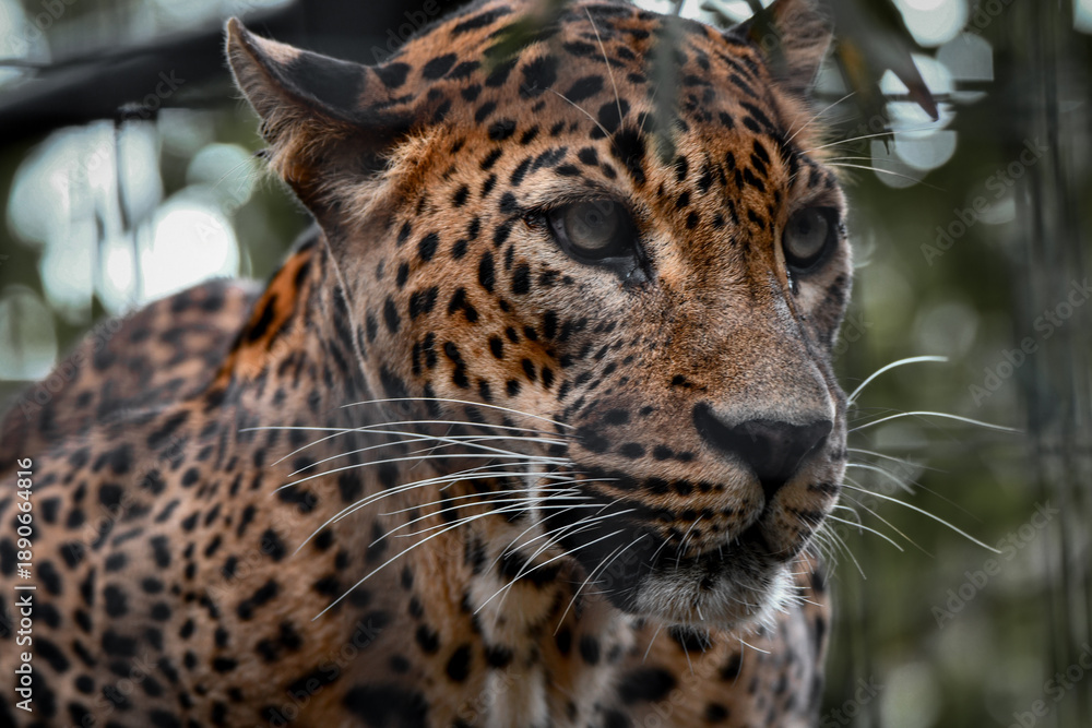 Fototapeta premium Captive Animals
