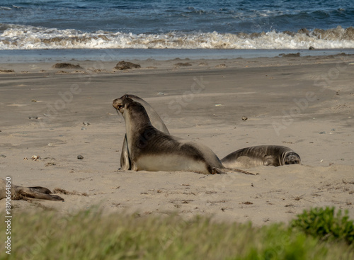 Two Sea Lions Fight On A Beach On Santa Rosa Islands