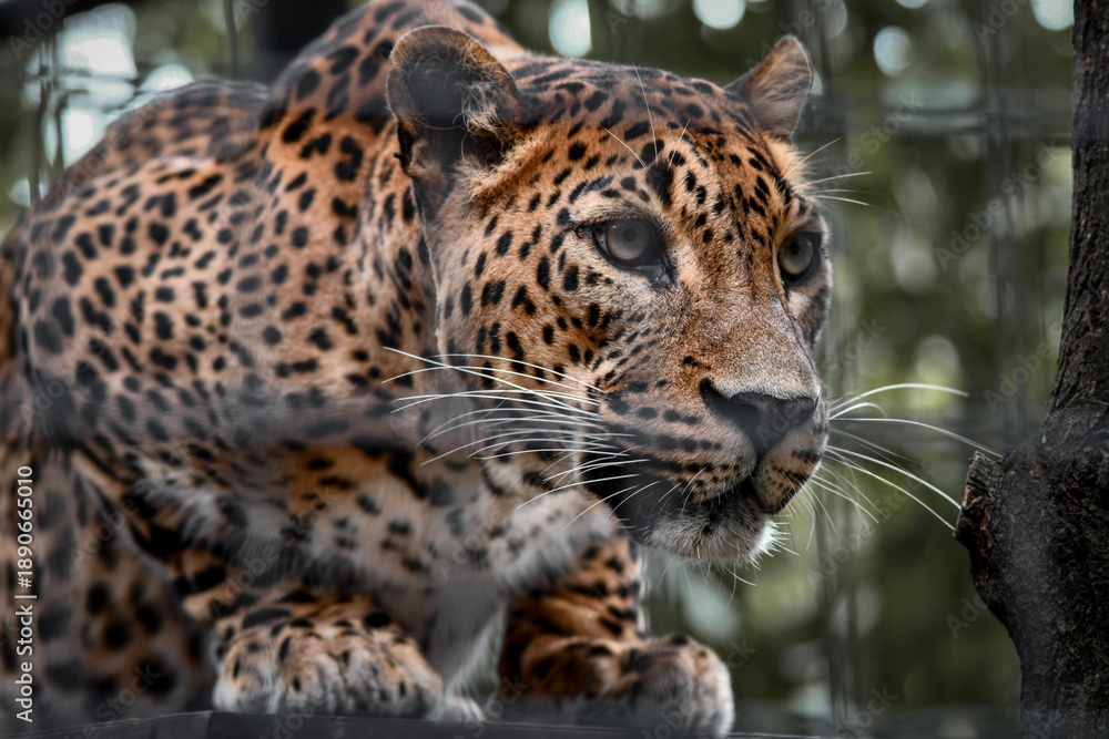 Obraz premium Captive Animals