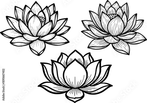 full transparent Collection of hand drawn lily and lotus flowers in different blooming stages and artistic styles on transparent background for yoga wellness and floral graphic designs