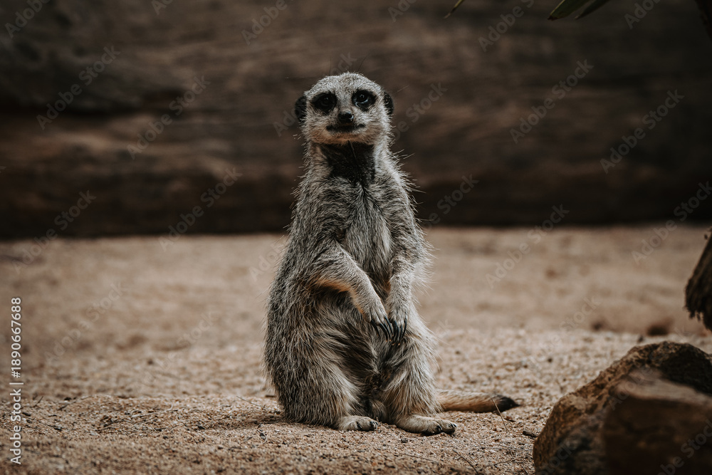 Fototapeta premium Captive Animals