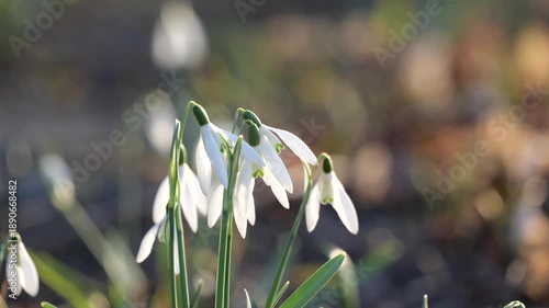 Snowdrop Flowers on a Sunny Spring Day in Europe Galanthus Nivalis