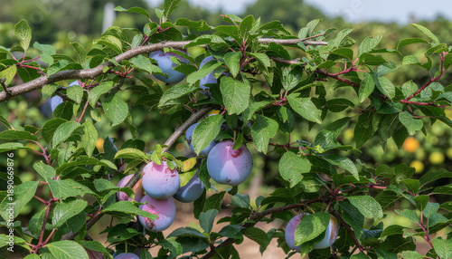 Wallpaper Mural Close-up view of a plum tree branch with ripening purple and reddish plums nestled among vibrant green leaves in an orchard. Torontodigital.ca