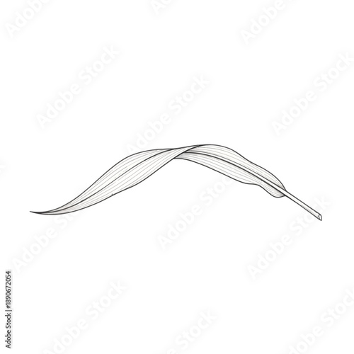 Elegant single eucalyptus leaf line drawing on white background.