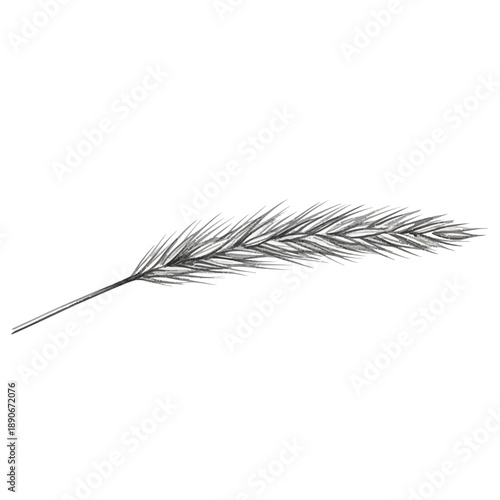 Hand drawn wheat spikelet illustration, isolated on white background