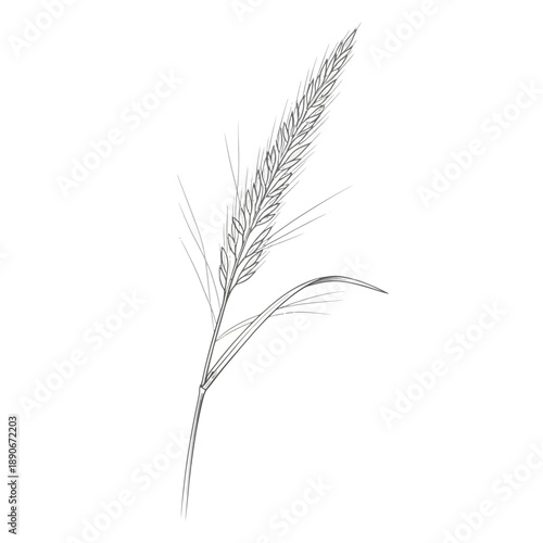 Single wheat stalk with leaves, isolated on white background, sketch style.