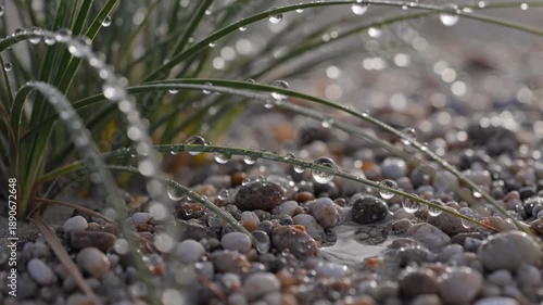 Muted Driftwood Morning Moisture Intimate shot of the textured, weathered surface of a piece of muted, desaturated driftwood, where minuscule water droplets or dew catch the soft morning light,