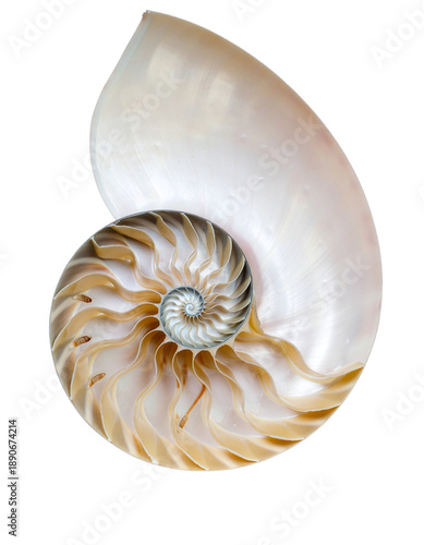Cutaway Nautilus Shell Spiral Golden Ratio Transparent PNG