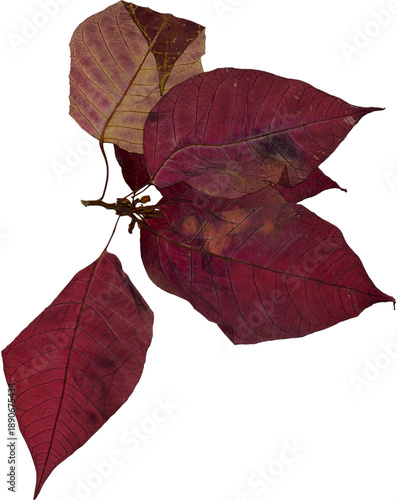 pressed dried poinsettia leaves png cutout