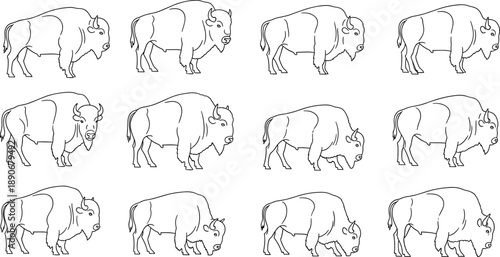 Bison line art illustration set featuring American buffalo in multiple standing and grazing poses, detailed hand drawn wildlife animal outlines isolated on white background