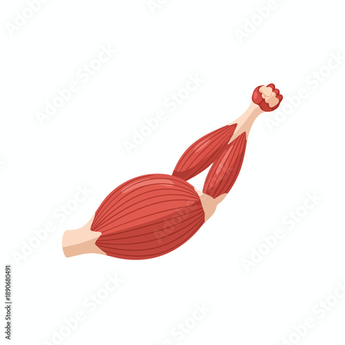 Anatomical Illustration of Human Arm Muscles