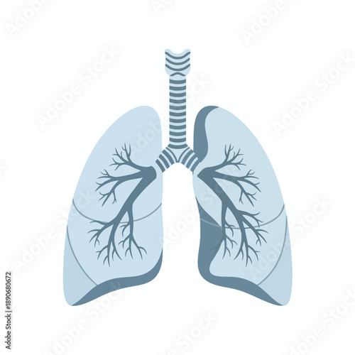 Human Lungs Anatomy Illustration