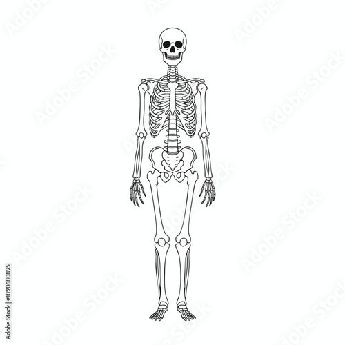 Human Skeleton Anatomy Illustration