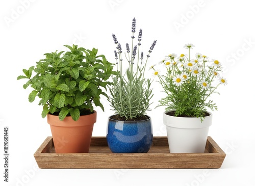 Wallpaper Mural Aromatic Herbs in Pots - Mint, Lavender, and Chamomile on Wooden Tray. Torontodigital.ca