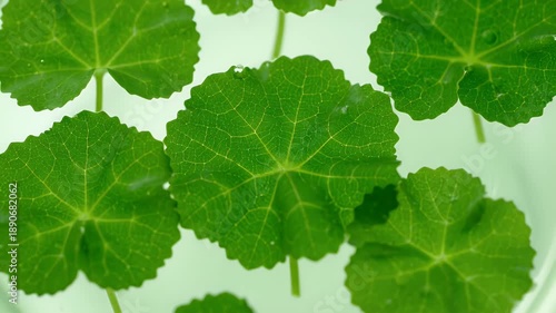Floating Green Gotu Kola Leaves in Water Overhead View Close Up in Bright Lighting Herbal Treatment Traditional Asian