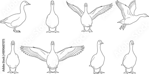 Goose outline illustration set featuring standing walking flying poses detailed line art vector drawings isolated on white background for farm wildlife education design projects