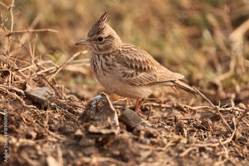 Crested Lark