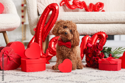 Cute Toy Poodle dog with gi...