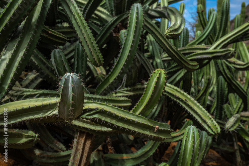 Cactus at Koko Crater Botanical Garden on Oahu, HI