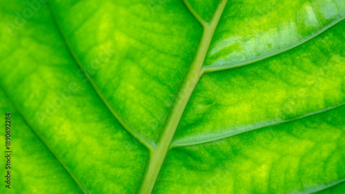 Wallpaper Mural Vibrant macro photograph highlighting the detailed texture and vein patterns of a fresh green leaf. Torontodigital.ca