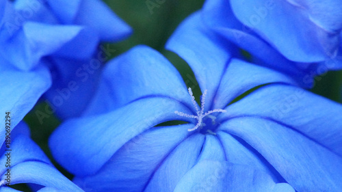 Wallpaper Mural Detailed macro photograph delicate petals and central stamen of a vibrant blue plumbago flower. Torontodigital.ca