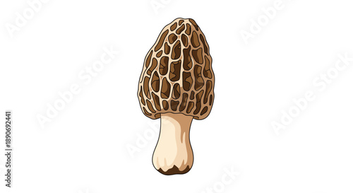 A detailed and realistic illustration of a single edible morel mushroom with its unique honeycomb-like cap structure.