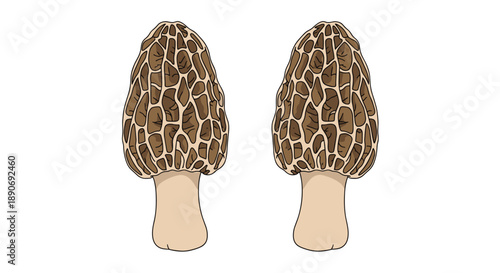 Two realistic and detailed edible morel mushrooms with their unique honeycomb-like caps are illustrated side by side.