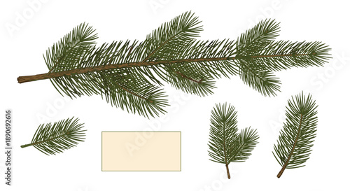 A set of realistic green pine or fir tree branches and a blank label isolated on a white background for holiday designs.
