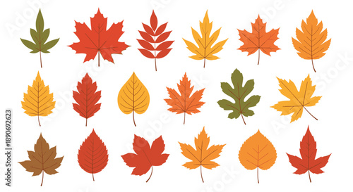 A large collection of various colorful autumn leaves including maple oak and birch in shades of red orange and yellow.