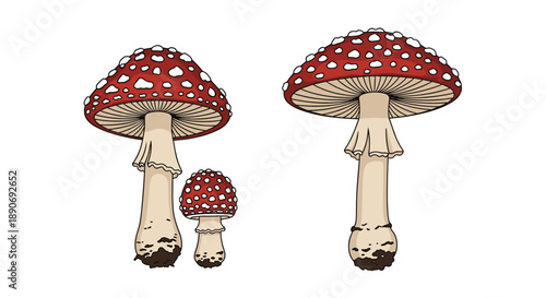 A set of three poisonous red and white amanita muscaria mushrooms of different sizes isolated on a white background.