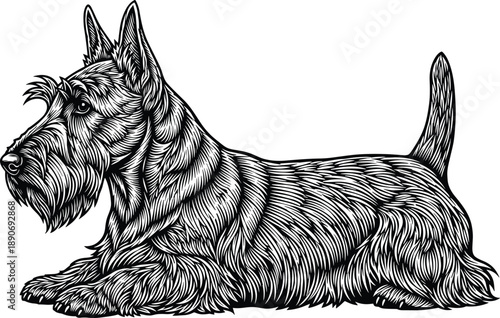 Scottish terrier dog detailed black and white engraved vector illustration lying down isolated vintage line art pet design