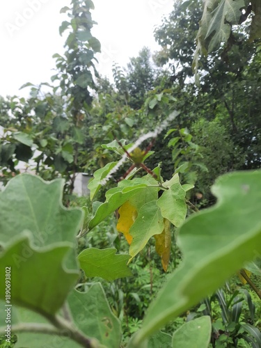 green leaves in a garden