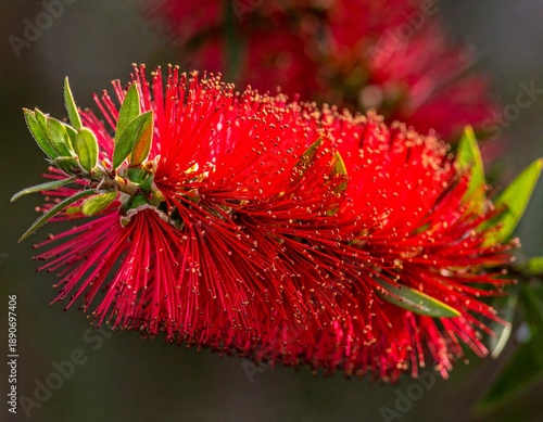 Vibrant Red Bottlebrush Flower in Full Bloom, Detailed Close-up, Natures Beauty.