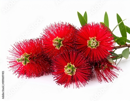 Vibrant Red Bottlebrush Flowers - A Stunning Close-Up on White Background.