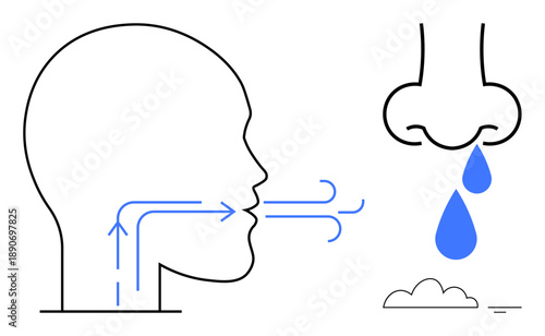 Respiratory system illustration. Respiratory airflow, nasal functions, and breathing process . Respiratory health, medical education, anatomy study, healthcare, science communication