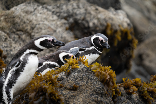 A couple of Magellanic penguins chile