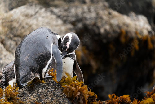 A couple of Magellanic penguins chile