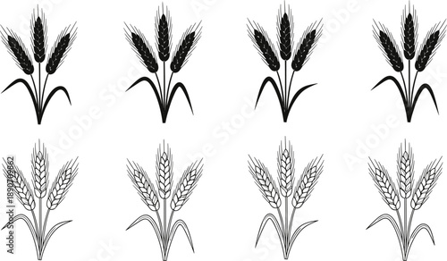 Black and white wheat ears illustration set featuring ripe grain plants, agricultural crop symbols, minimal line art and silhouette designs isolated on white background